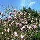 Glenwhan Gardens